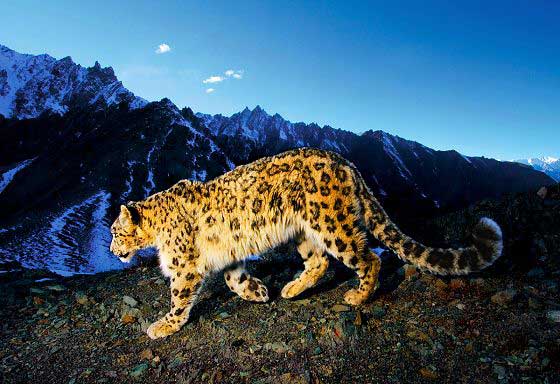 Snow leopard